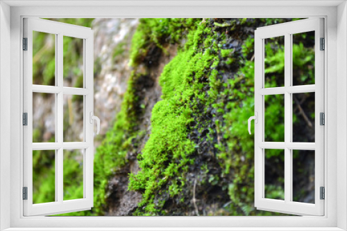Fototapeta Naklejka Na Ścianę Okno 3D - moss on a vertical rock