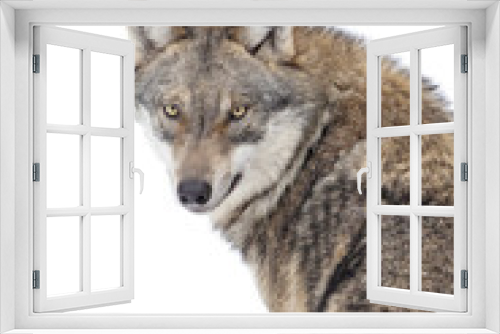 Fototapeta Naklejka Na Ścianę Okno 3D - Gray wolf isolated
