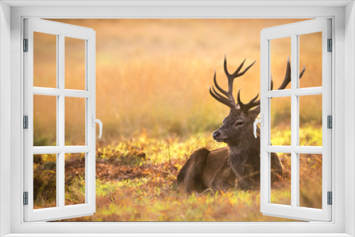 Fototapeta Naklejka Na Ścianę Okno 3D - Red Deer Stag resting in the sun