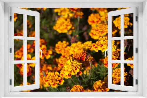 Fototapeta Naklejka Na Ścianę Okno 3D - orange flowers