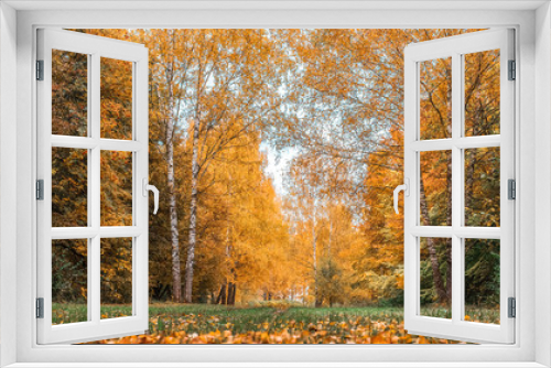 Fototapeta Naklejka Na Ścianę Okno 3D - Autumn forest. Beautiful background, park in bright leaves. Road in the forest on a sunny afternoon. Green and orange nature background after the rain. The road is strewn with leaves of green grass.