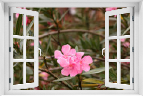 Fototapeta Naklejka Na Ścianę Okno 3D - pink flower on a bush. nature of france
