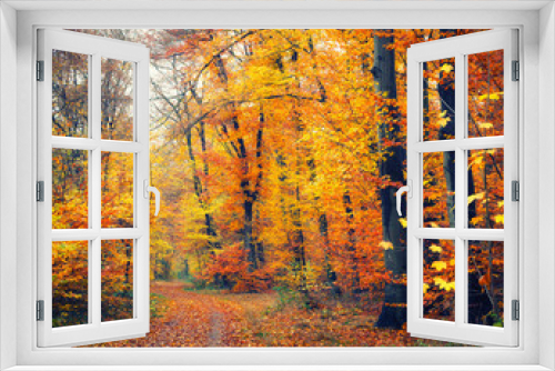 Fototapeta Naklejka Na Ścianę Okno 3D - Pathway in the bright autumn forest