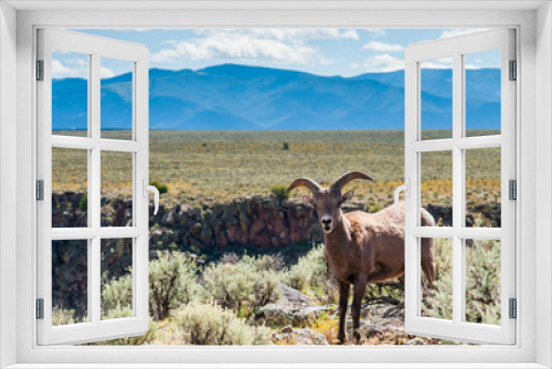Fototapeta Naklejka Na Ścianę Okno 3D - Big Horn Sheep at  Taos Gorge , Taos NM
