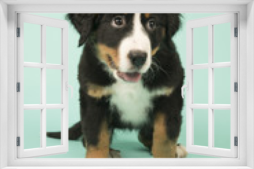 Fototapeta Naklejka Na Ścianę Okno 3D - Bernese Mountain Dog puppy on green background