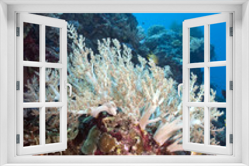 Fototapeta Naklejka Na Ścianę Okno 3D - White Soft corals