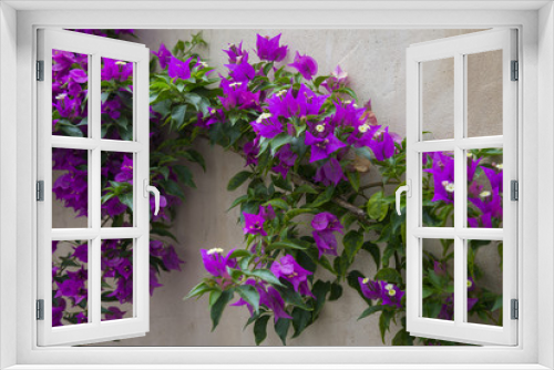 Fototapeta Naklejka Na Ścianę Okno 3D - Flowering bougainvillea