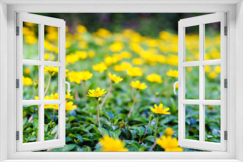 Fototapeta Naklejka Na Ścianę Okno 3D - Spring background with beautiful yellow flowers