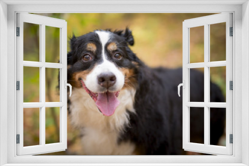 Fototapeta Naklejka Na Ścianę Okno 3D - Bouvier Bernese mountain dog portrait in outdoors
