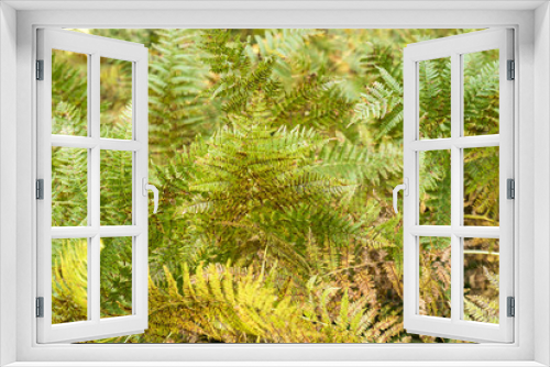 Fototapeta Naklejka Na Ścianę Okno 3D - colorful fern fronds