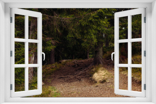 Fototapeta Naklejka Na Ścianę Okno 3D - Forest of pine in the mountains