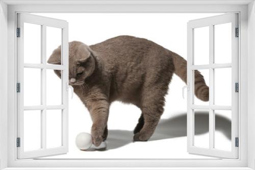 Fototapeta Naklejka Na Ścianę Okno 3D - кот британец играет с шариком