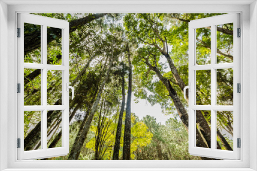 Fototapeta Naklejka Na Ścianę Okno 3D - Big tree, evergreen forest