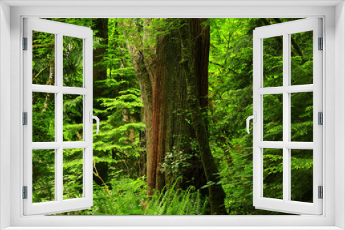 Fototapeta Naklejka Na Ścianę Okno 3D - a picture of an Pacific Northwest forest and Western red cedar tree