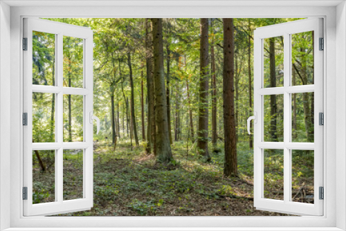 Fototapeta Naklejka Na Ścianę Okno 3D - idyllic forest scenery