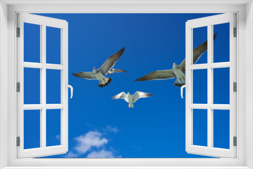 Fototapeta Naklejka Na Ścianę Okno 3D - Seagulls sea gulls flying on blue sky