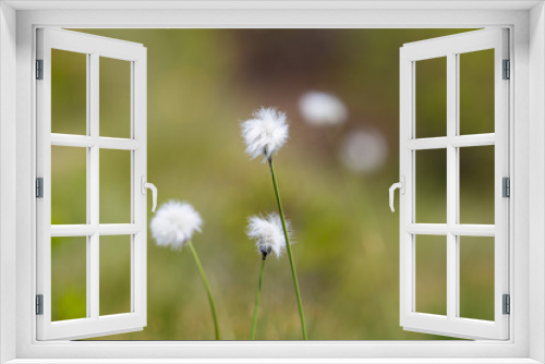 Fototapeta Naklejka Na Ścianę Okno 3D - flower of natural cotton grass (Eriophorum)