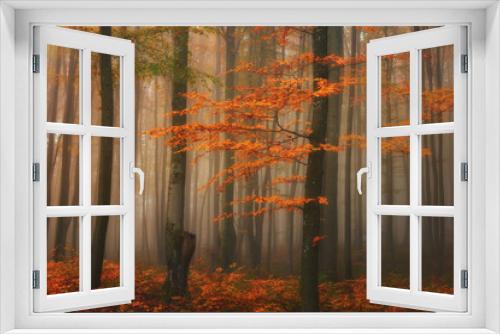 Fototapeta Naklejka Na Ścianę Okno 3D - Autumn foggy mystical forest, bright fall colors nature background suitable for wallpaper