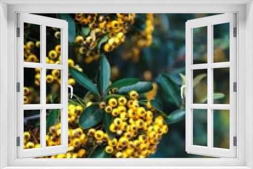 Fototapeta Naklejka Na Ścianę Okno 3D - Yellow Autumn Berries