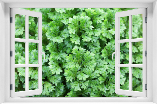 Fototapeta Naklejka Na Ścianę Okno 3D - close up of asian spikemoss plant texture as background.
