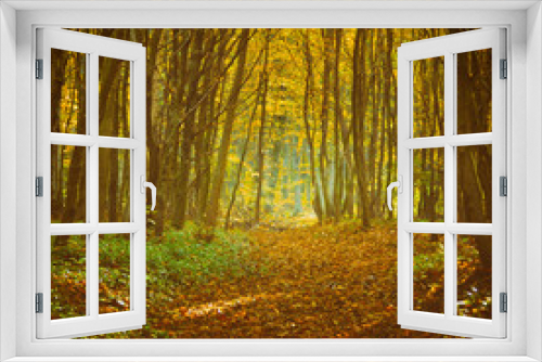 Fototapeta Naklejka Na Ścianę Okno 3D - The road in the beautiful autumn forest