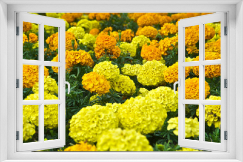 Fototapeta Naklejka Na Ścianę Okno 3D - Hydrangea garden