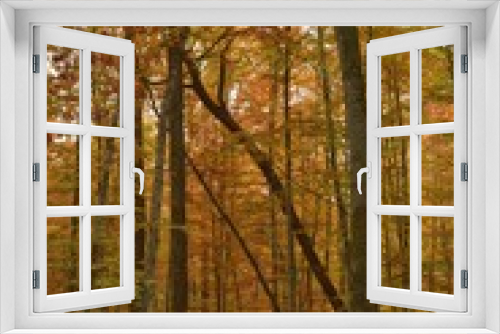 Fototapeta Naklejka Na Ścianę Okno 3D - Detail of autumn colored forest in october