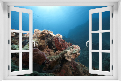 Fototapeta Naklejka Na Ścianę Okno 3D - ocean and scorpionfish