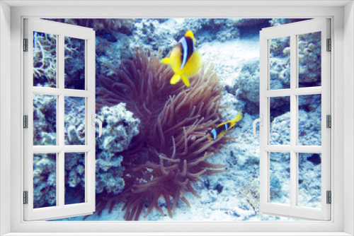 Fototapeta Naklejka Na Ścianę Okno 3D - Unterwasser Ägypten