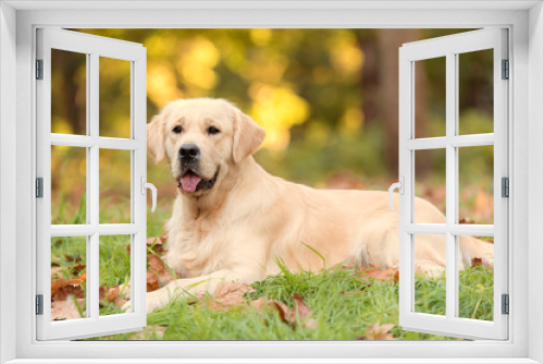 Fototapeta Naklejka Na Ścianę Okno 3D - Golden retriever dog in the nature an autumn day