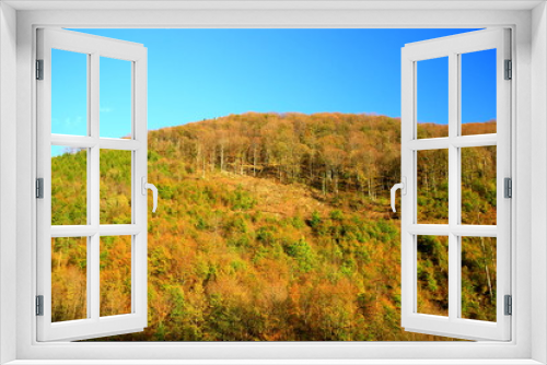 Fototapeta Naklejka Na Ścianę Okno 3D - Forest in autumn