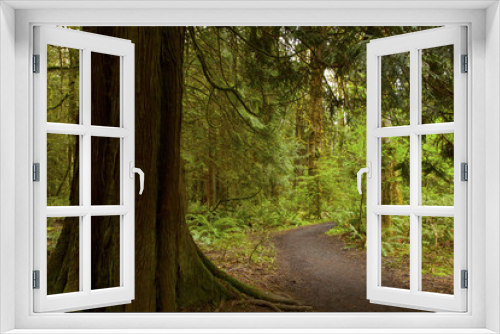 Fototapeta Naklejka Na Ścianę Okno 3D - a picture of an Pacific Northwest forest trail