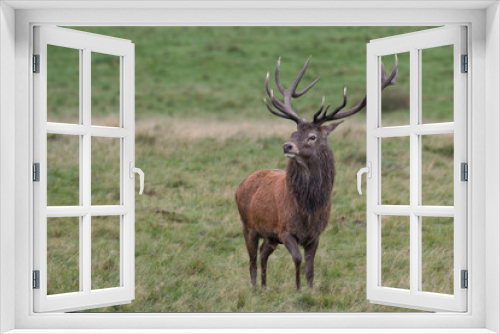 Fototapeta Naklejka Na Ścianę Okno 3D - A solitary single red deer stag standing proud in grassland and looking to the left. Full length portrait showing antlers and an intense stare