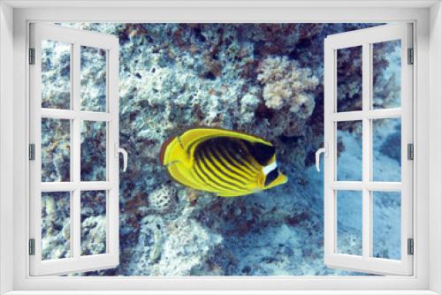 Fototapeta Naklejka Na Ścianę Okno 3D - Unterwasser Ägypten