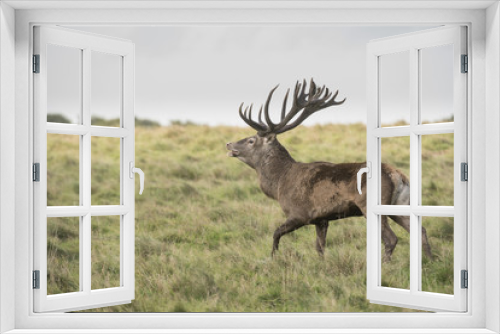 Fototapeta Naklejka Na Ścianę Okno 3D - Red Deer (Cervus elaphus), Royal Deer Park, Klampenborg, Copenhagen, Denmark