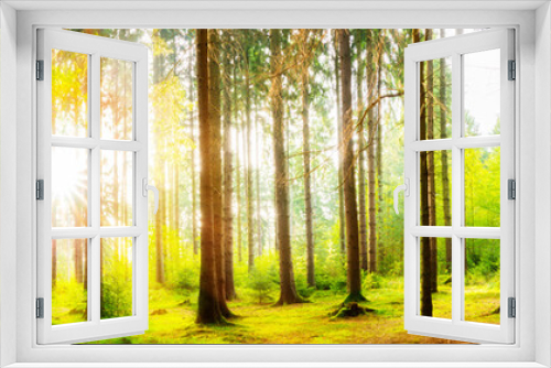 Fototapeta Naklejka Na Ścianę Okno 3D - Beautiful forest panorama with big trees and bright sun