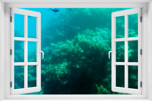 Fototapeta Naklejka Na Ścianę Okno 3D - real photo, real color from underwater. Red sea