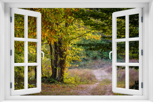 Fototapeta Naklejka Na Ścianę Okno 3D - Beautiful forest