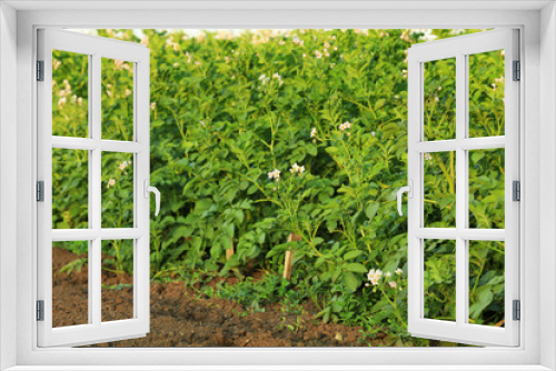 Fototapeta Naklejka Na Ścianę Okno 3D - Tomato bushes on plantation