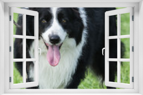 Fototapeta Naklejka Na Ścianę Okno 3D - border collie