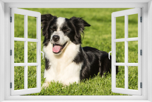 Fototapeta Naklejka Na Ścianę Okno 3D - border collie