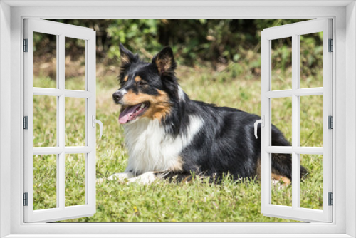 Fototapeta Naklejka Na Ścianę Okno 3D - border collie