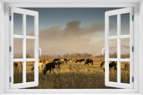 Fototapeta Naklejka Na Ścianę Okno 3D - cows and wildfire