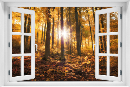 Fototapeta Naklejka Na Ścianę Okno 3D - Goldener Herbst im Wald mit Sonnenschein