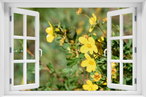 Fototapeta Naklejka Na Ścianę Okno 3D - Dasiphora fruticosa flowers