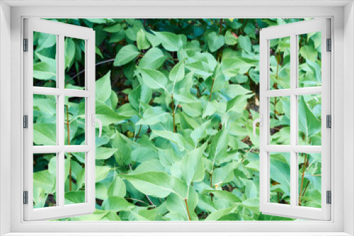 Fototapeta Naklejka Na Ścianę Okno 3D - small shrubs