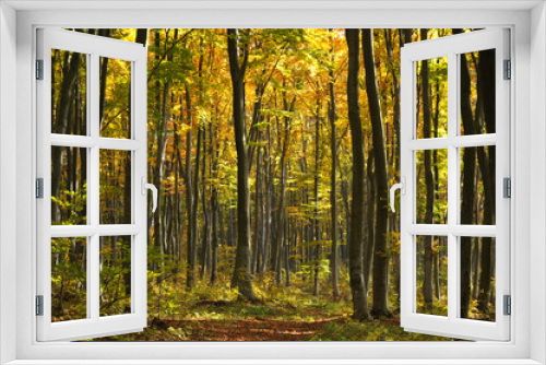 Fototapeta Naklejka Na Ścianę Okno 3D - Beautiful landscape - autumn forest, trees covered with colored leaves