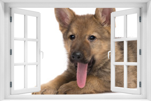 Fototapeta Naklejka Na Ścianę Okno 3D - Long tongue dog