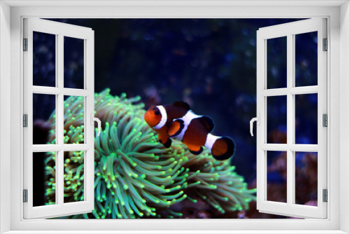 Fototapeta Naklejka Na Ścianę Okno 3D - Popular fish enjoy in coral reef aquarium tank
