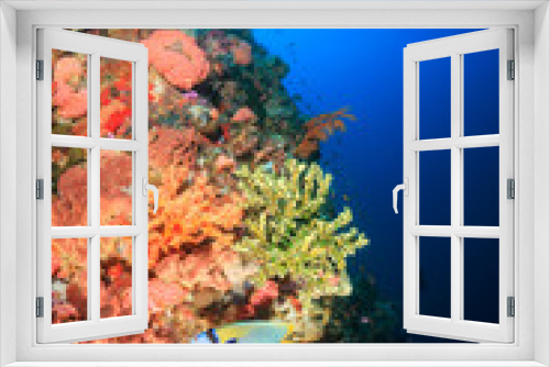 Fototapeta Naklejka Na Ścianę Okno 3D - Tropical fish swim along a coral reef wall in clear water